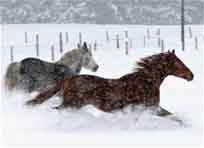 [Cavalli che corrono nella neve]